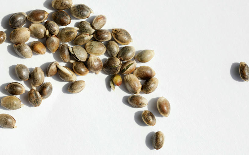 Cannabis plant in early growth stage